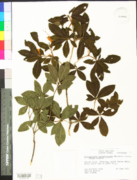 Rhododendron calendulaceum image