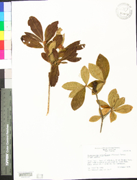 Rhododendron calendulaceum image