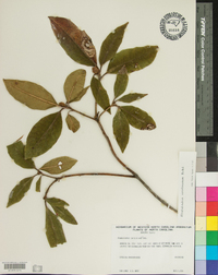 Rhododendron carolinianum image