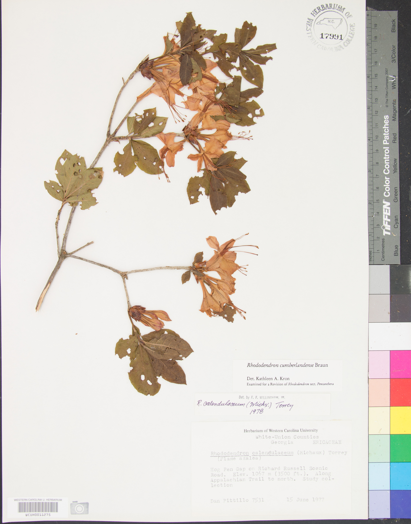 Rhododendron cumberlandense image