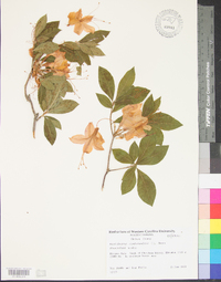 Rhododendron cumberlandense image