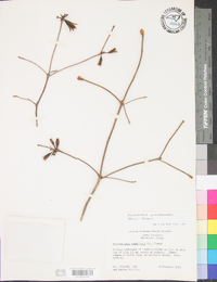 Rhododendron periclymenoides image