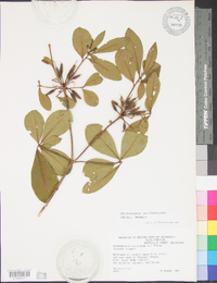 Rhododendron periclymenoides image