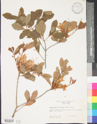 Rhododendron arborescens image