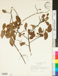 Vaccinium hirsutum image