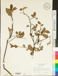 Vaccinium hirsutum image