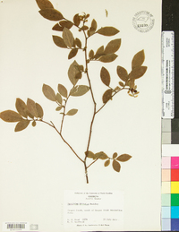 Vaccinium hirsutum image