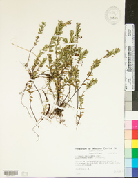 Vaccinium macrocarpon image