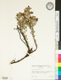 Vaccinium myrsinites image