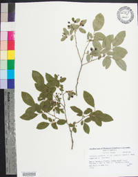 Vaccinium stamineum var. candicans image