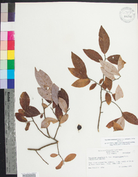 Vaccinium stamineum var. sericeum image