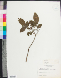 Vaccinium stamineum var. neglectum image