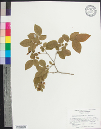 Vaccinium stamineum var. stamineum image