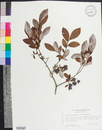 Vaccinium stamineum var. stamineum image