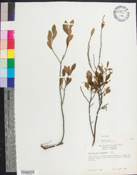 Vaccinium tenellum image