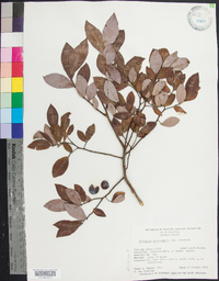 Vaccinium stamineum var. stamineum image