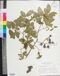 Vaccinium stamineum var. stamineum image