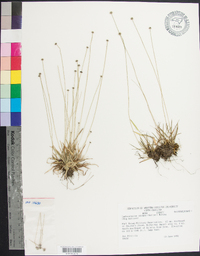 Lachnocaulon anceps image