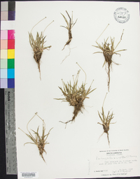 Lachnocaulon anceps image