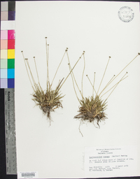 Lachnocaulon anceps image