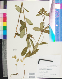 Euphorbia corollata var. zinniiflora image