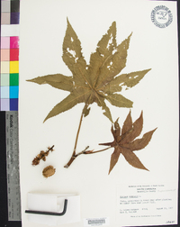 Ricinus communis image