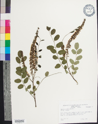 Amorpha glabra image