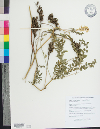 Astragalus canadensis image