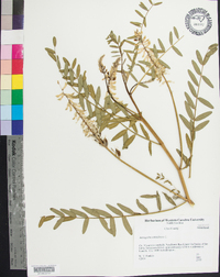 Astragalus canadensis image