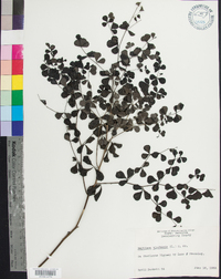 Baptisia tinctoria image