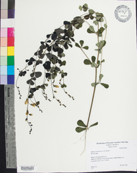 Baptisia tinctoria image