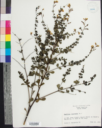 Baptisia tinctoria image