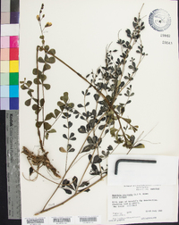 Baptisia tinctoria image