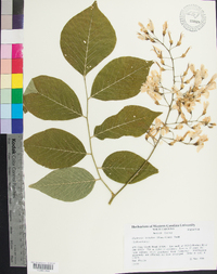 Cladrastis kentukea image