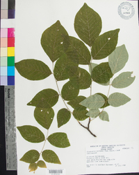 Cladrastis kentukea image