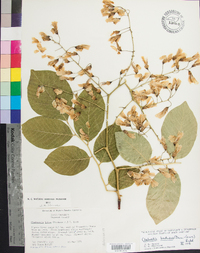 Cladrastis kentukea image