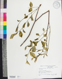 Cladrastis kentukea image