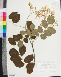 Cladrastis kentukea image