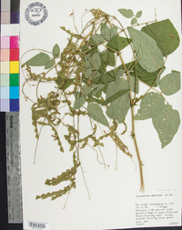 Desmodium canescens image