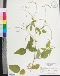 Desmodium canescens image