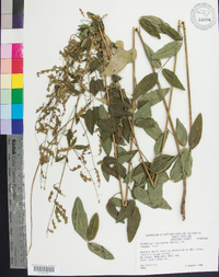 Desmodium laevigatum image