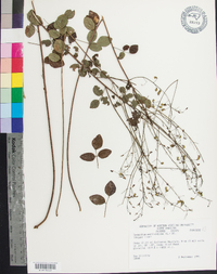 Desmodium marilandicum image