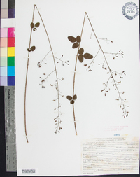 Desmodium marilandicum image