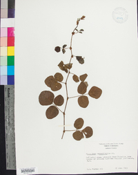 Desmodium rotundifolium image