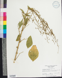 Desmodium tortuosum image