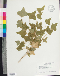 Erythrina herbacea image