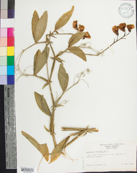 Lathyrus latifolius image