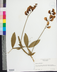 Lathyrus latifolius image