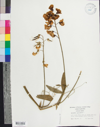 Lathyrus latifolius image