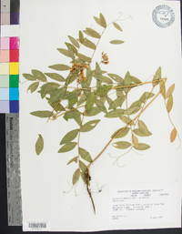 Lathyrus venosus image